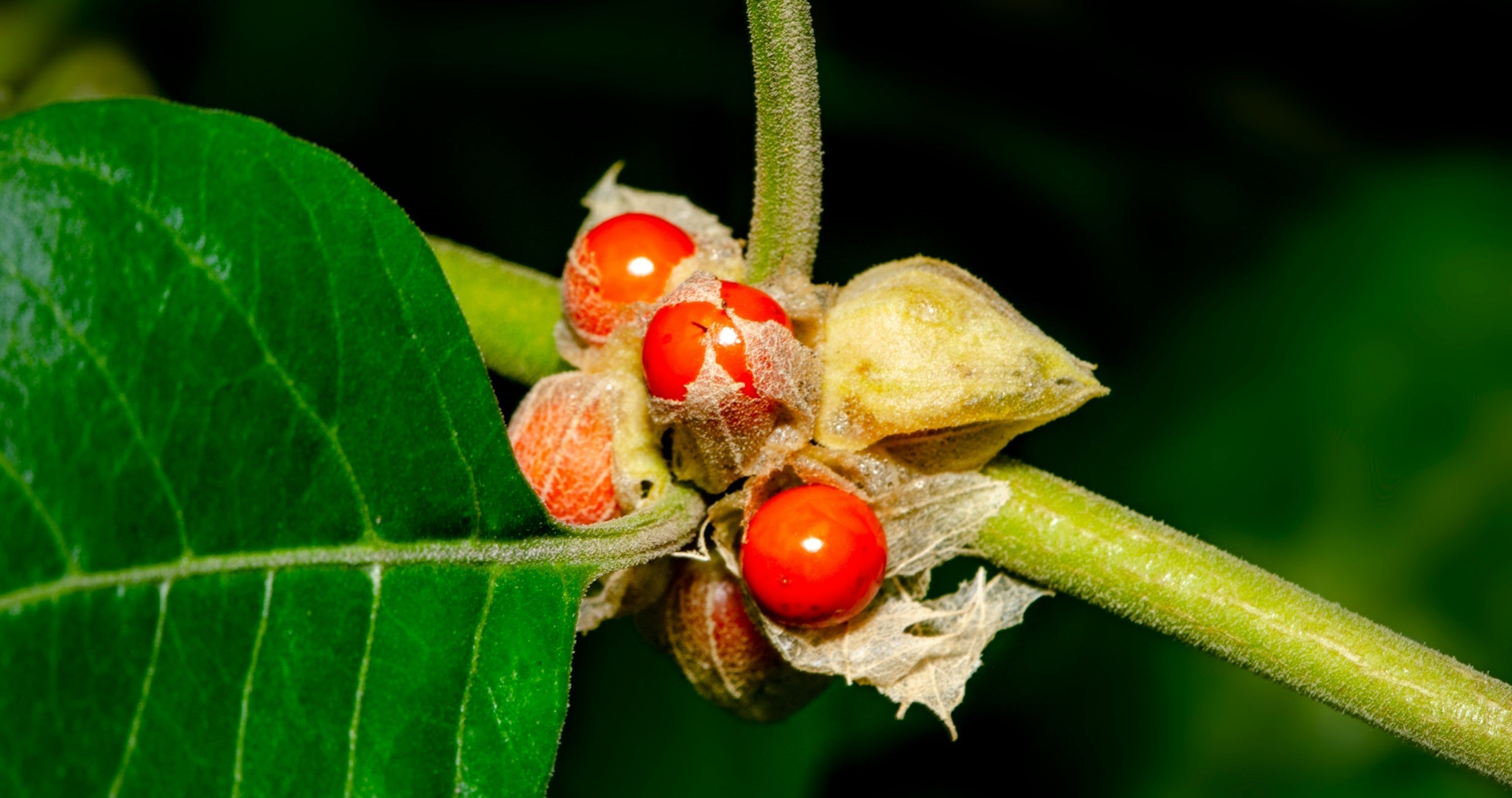 Ashwagandha berries on a stem