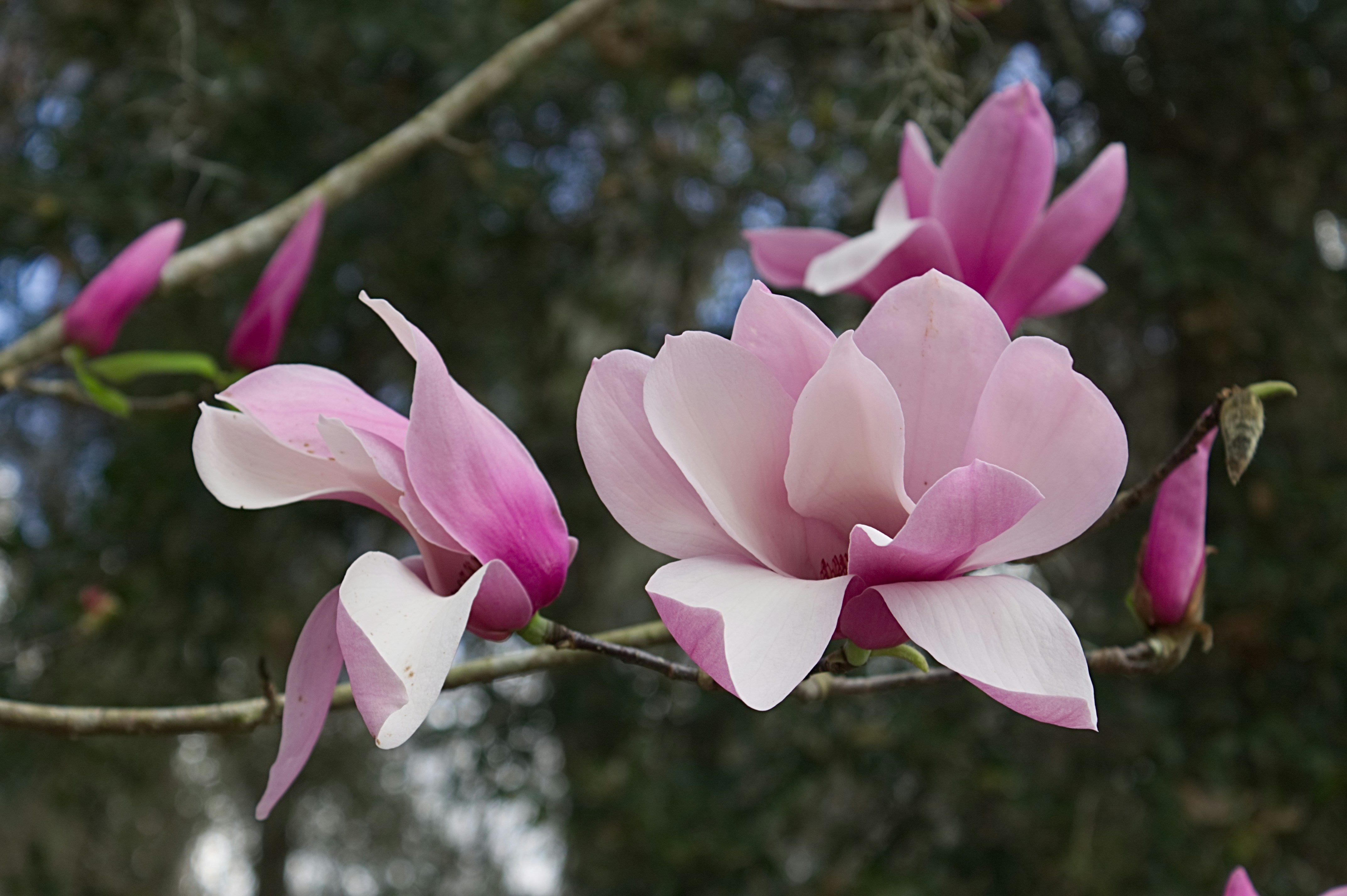 Magnolia blossoms
