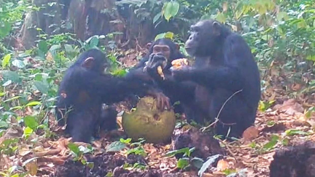 Chimps, Community, and the Future of Feasting