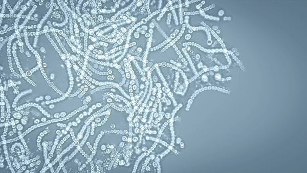 From bugs to brain: unravelling the GABA signalling networks in the brain-gut-microbiome axis