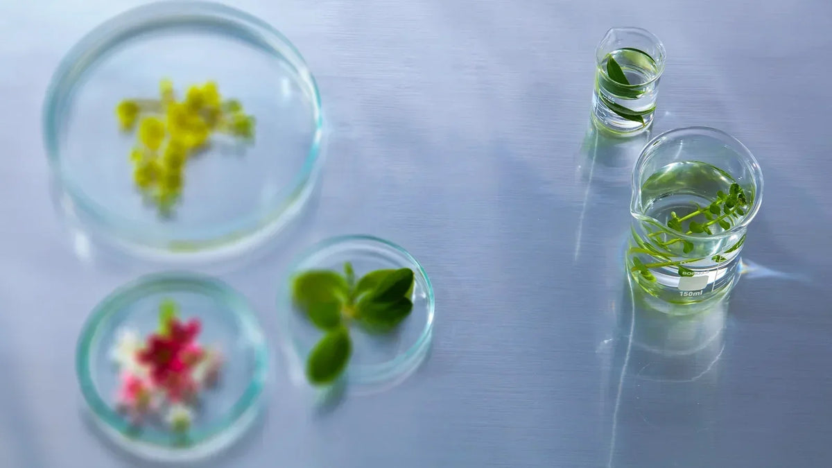 Functional Alternatives to Alcohol