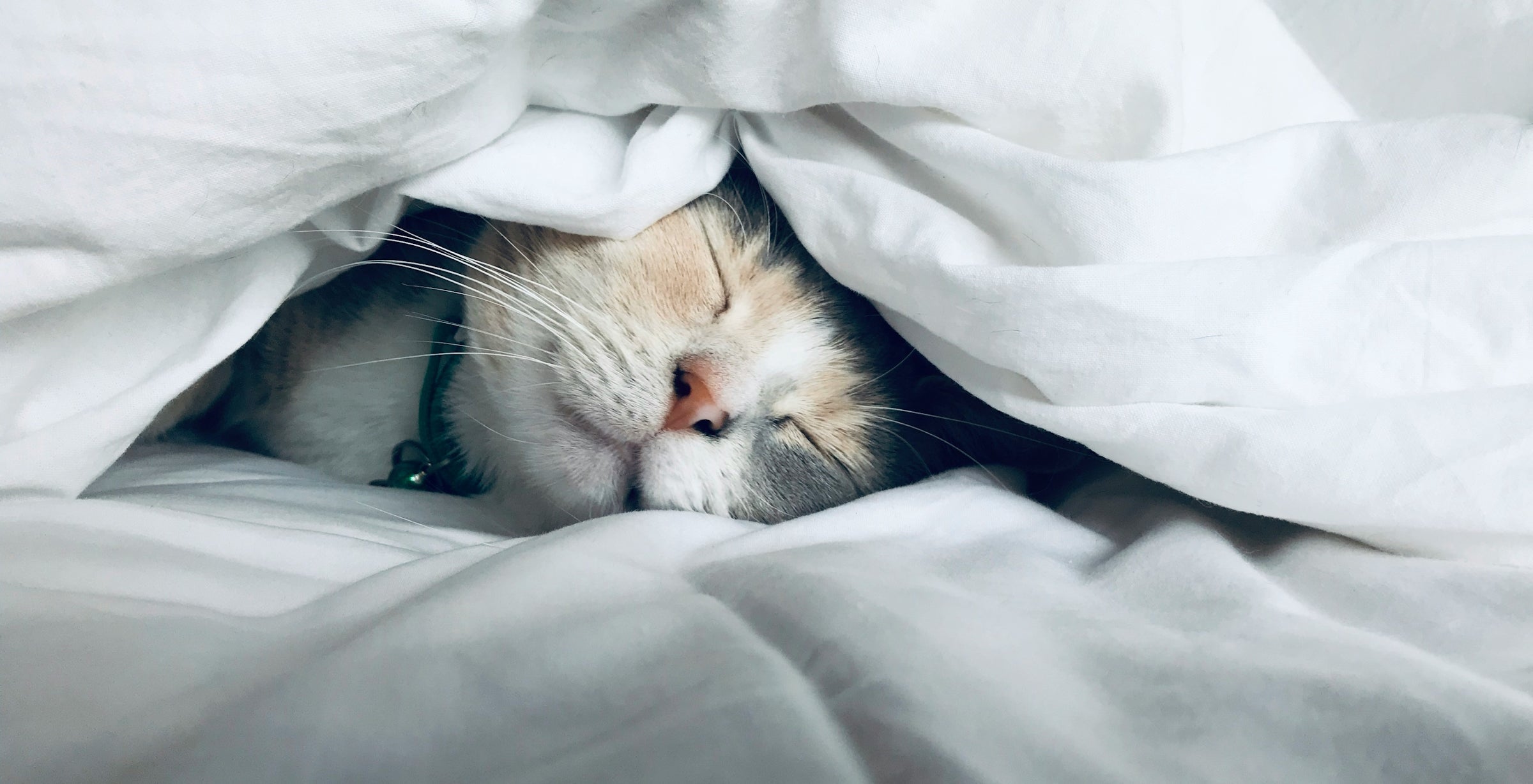 The Best Foods and Drinks for Better Sleep